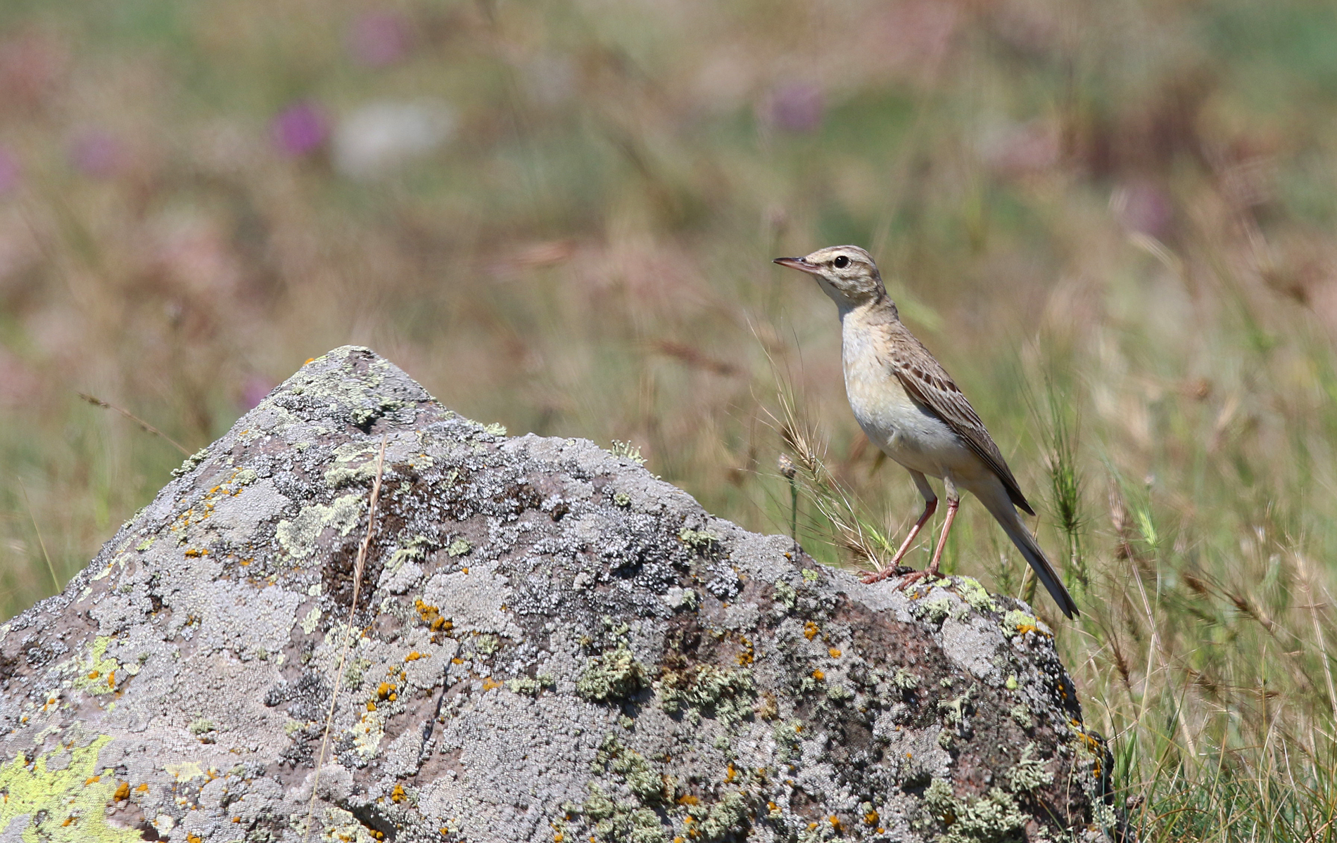 Tawny Pipit